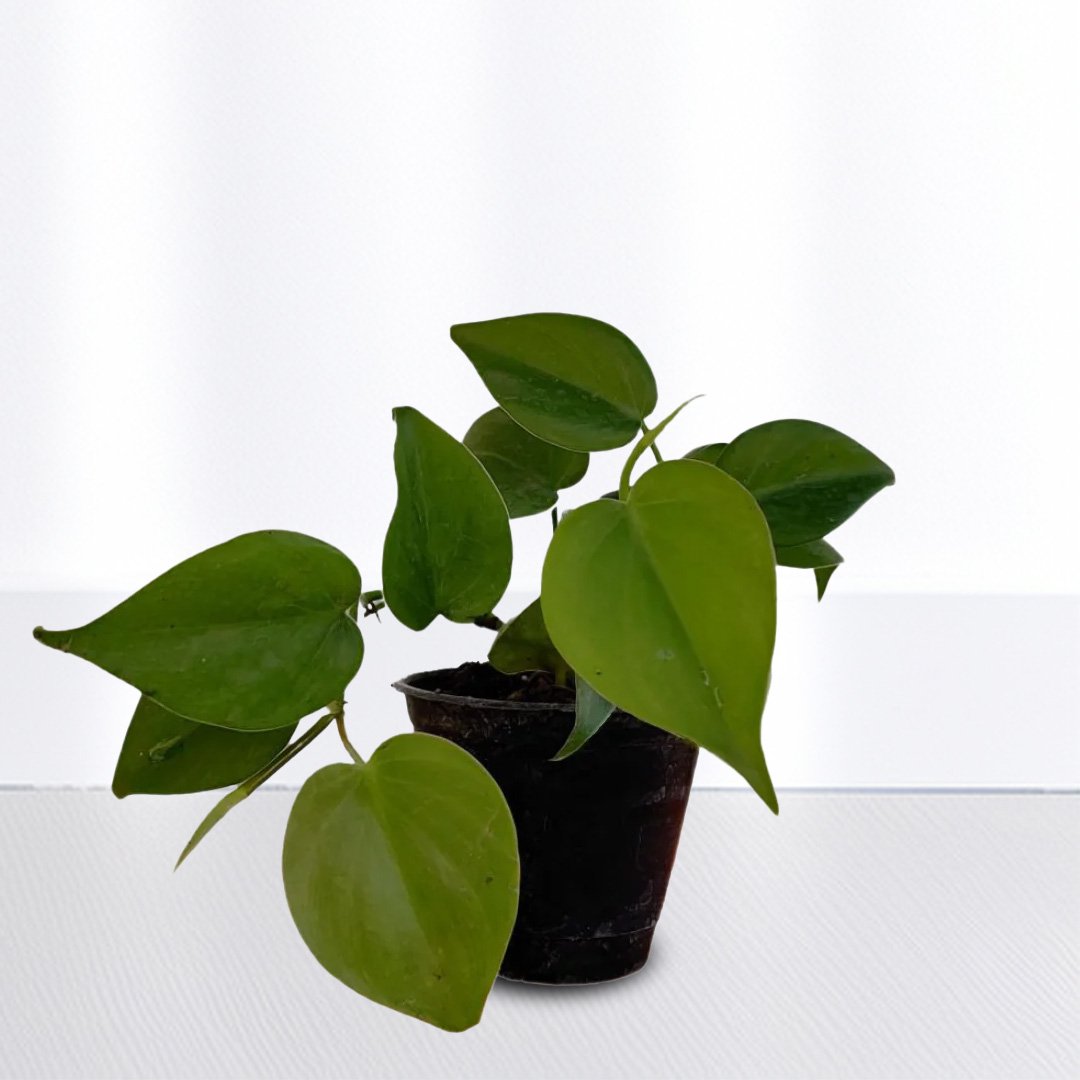 Philodendron Oxycardium Green